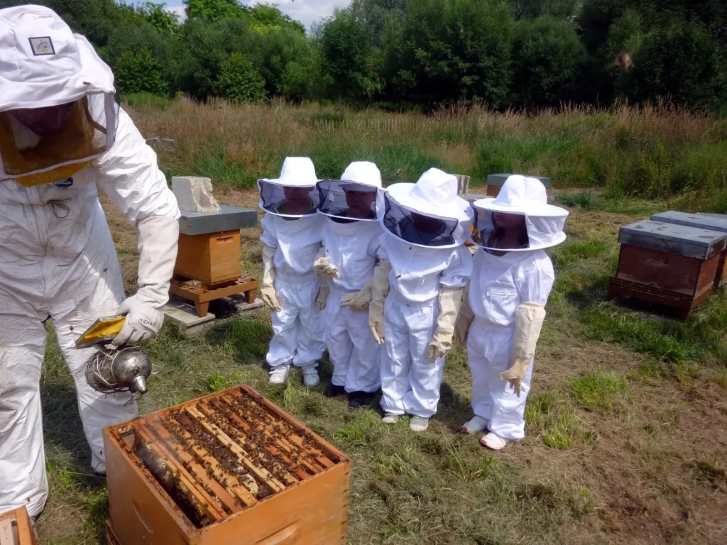 A Beginner's Guide to Beekeeping