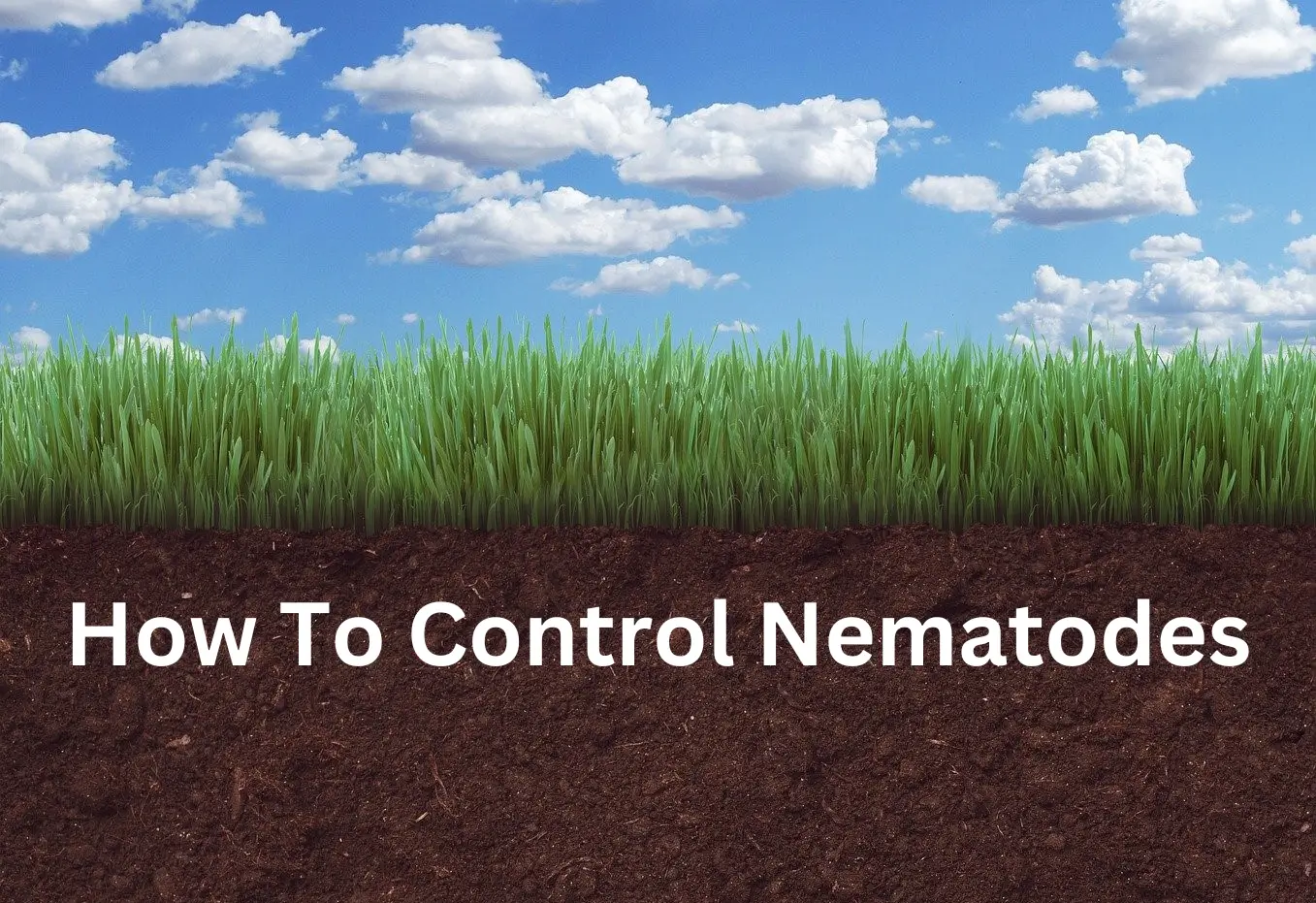 How To Control Nematodes